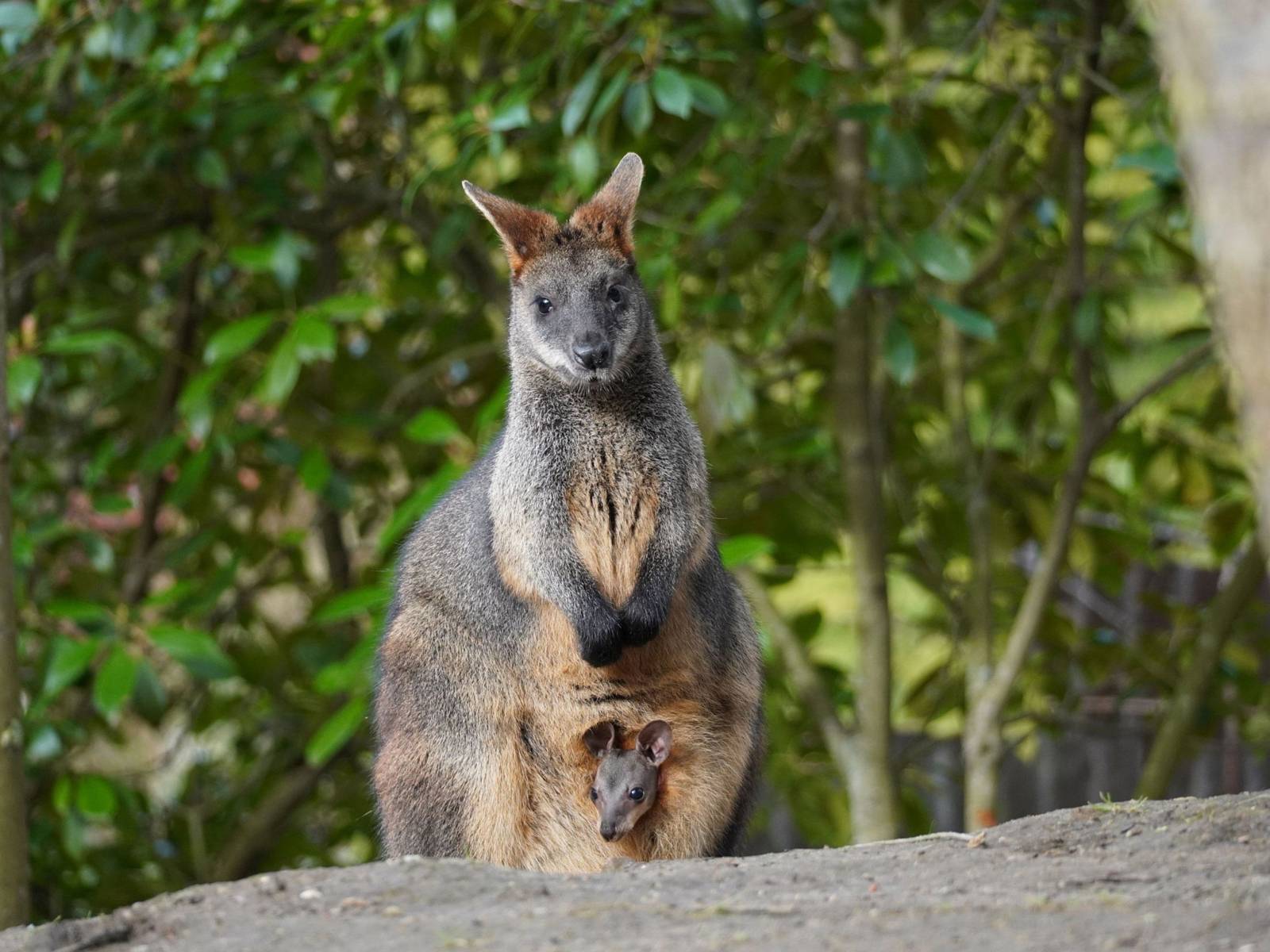 Sumpfwallaby mit Jungtier im Zoo.